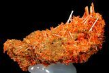Bright Orange Crocoite Crystal Cluster - Tasmania #182726-1